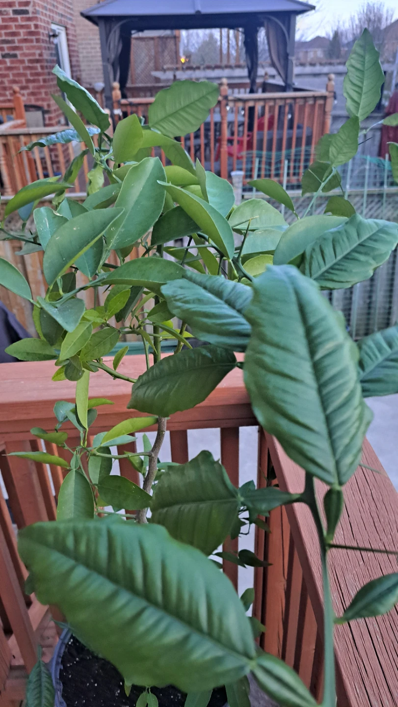 Potted Citrus Tree - photo 2