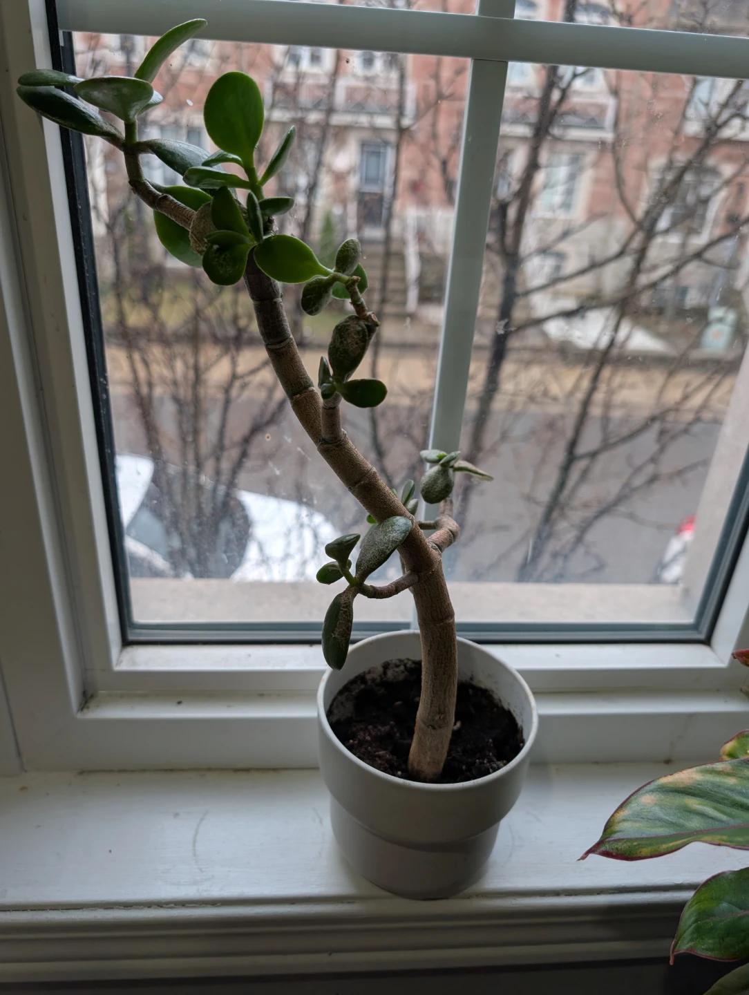 Jade tree (money tree)- Moving sale - photo 3