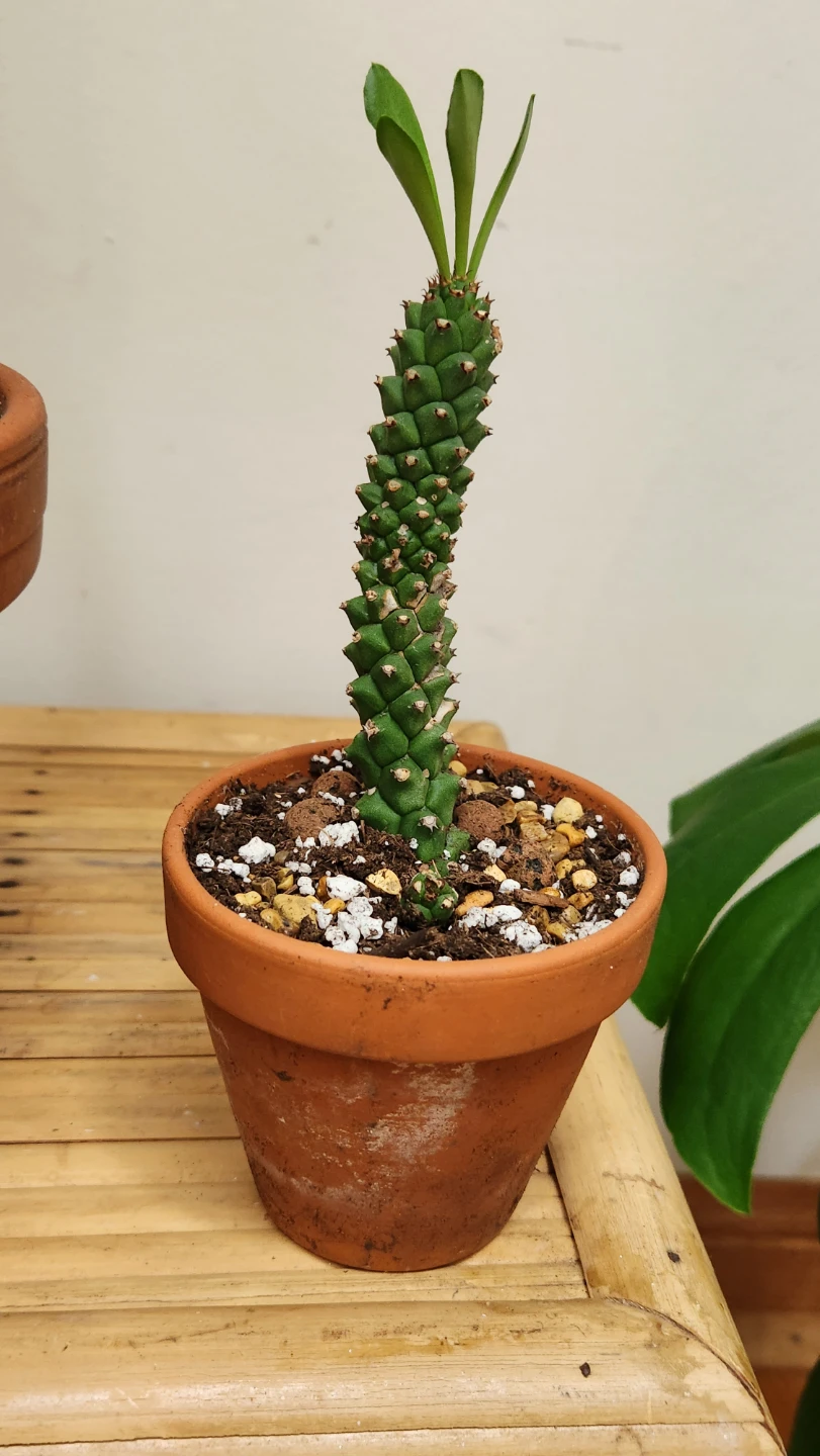 Potted Succulent Plant ●Monadenium guentheri● - photo 2