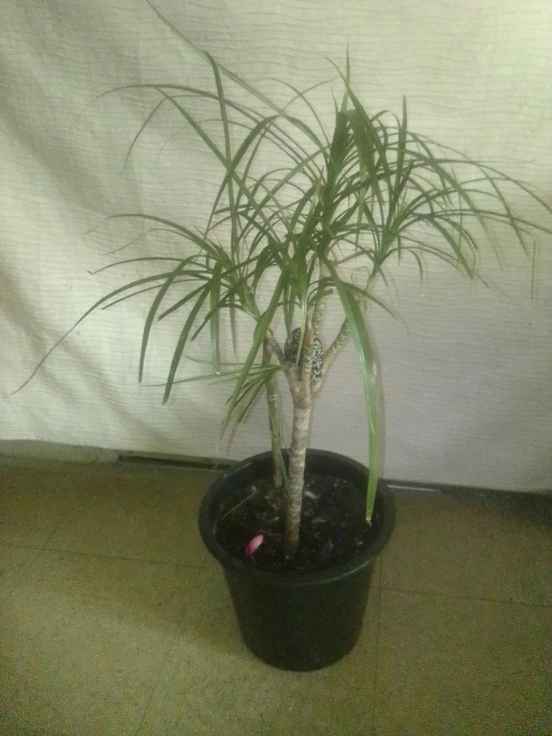 Dracaena Fragrans House Plant