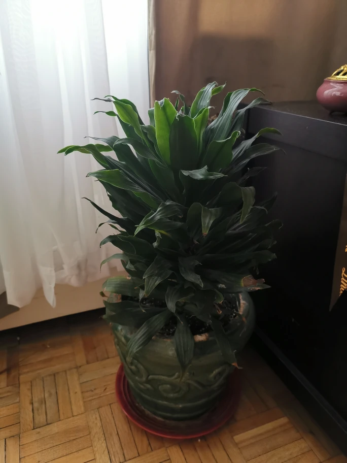 Potted Green Plant in Decorative Pot