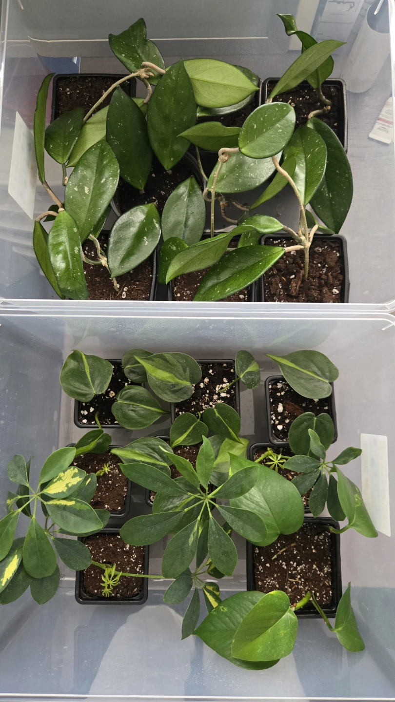 A Few Babv Plants for Sale Philodendron, Hoya and Umbrella Plant