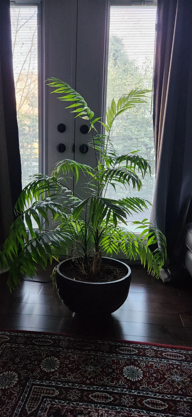 Large Palm Plant in Dark Pot