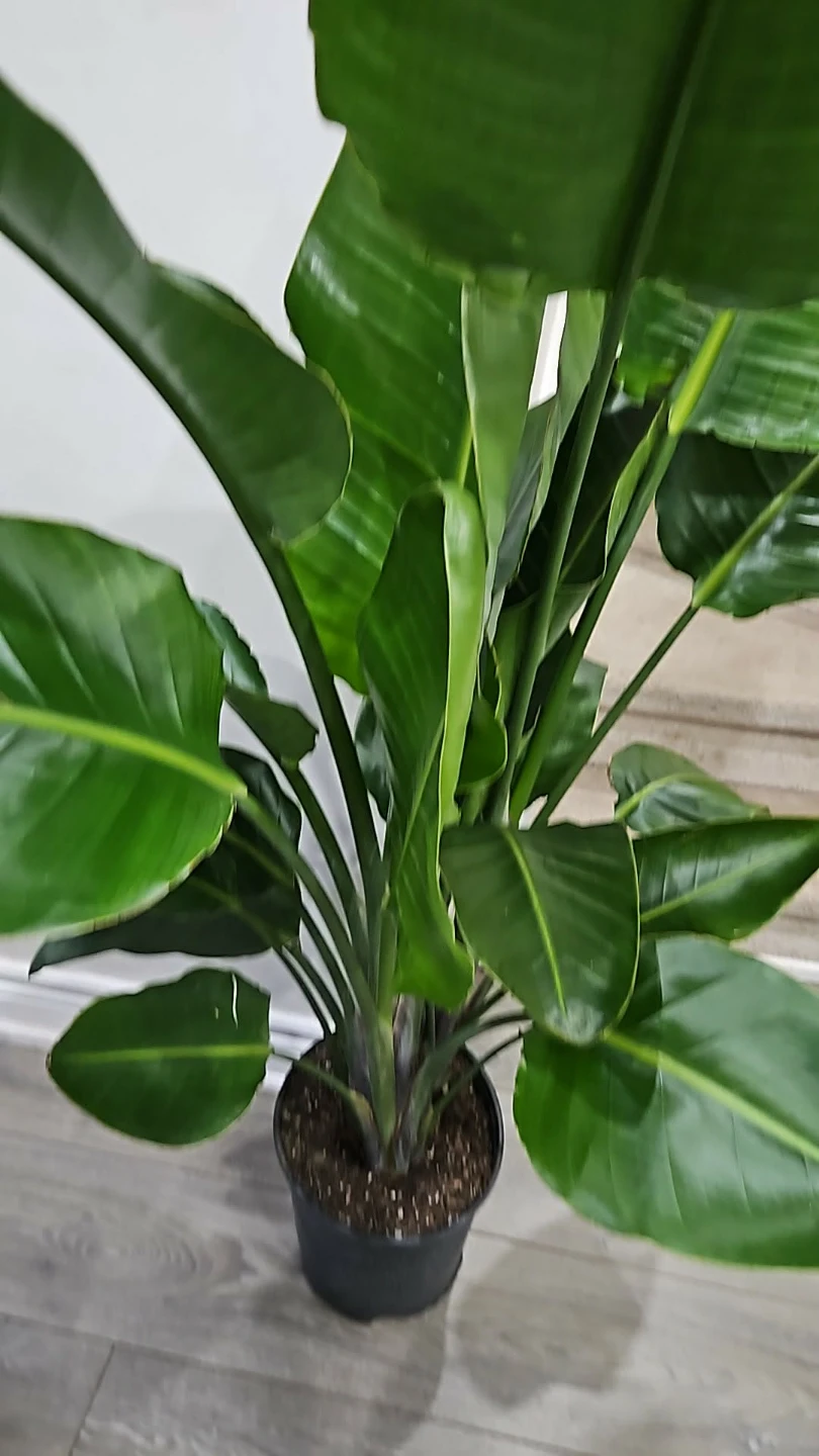 Bird of Paradise Plant🌱