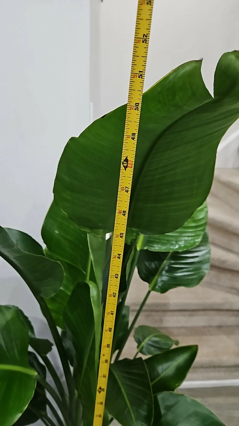 Bird of Paradise Plant🌱 - photo 2