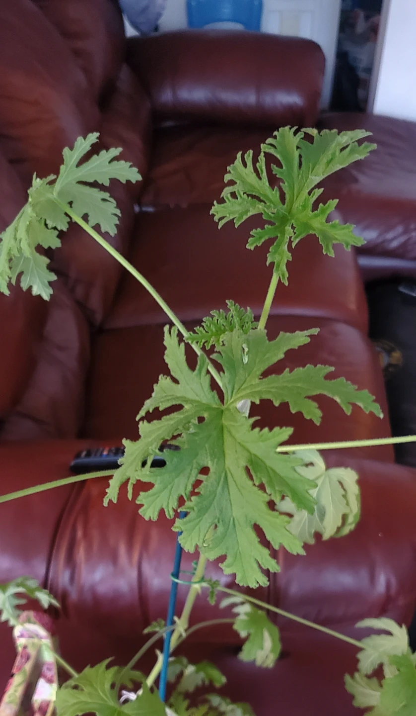 Citronella Plant