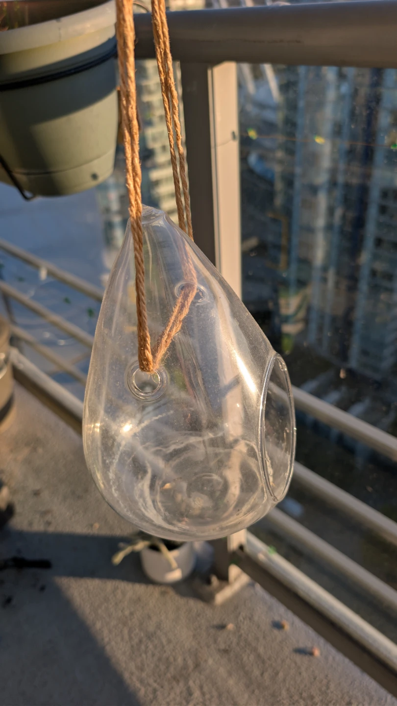 Glass Hanging Terrarium Planter