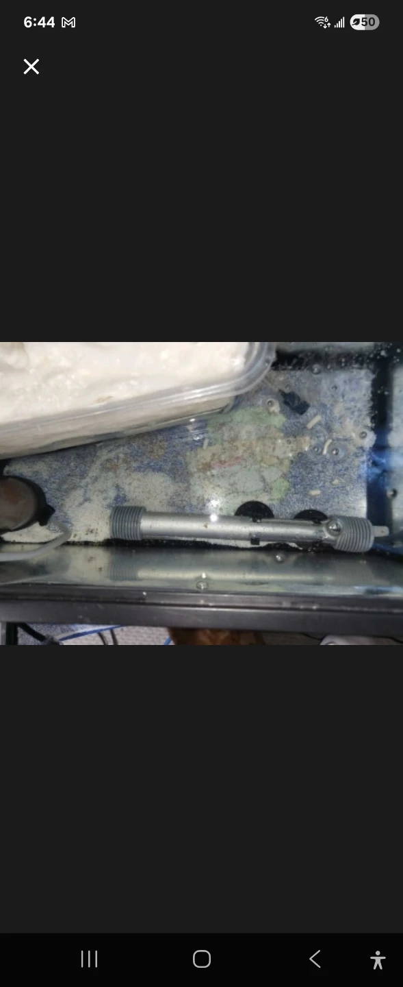 Over 200 baby golden mystery snails - photo 2