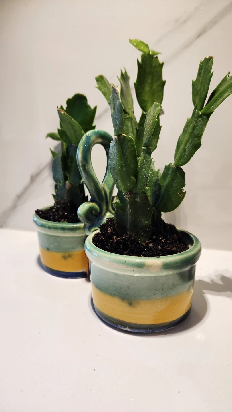 Upcycled condiment holder planter with cactus - photo 2