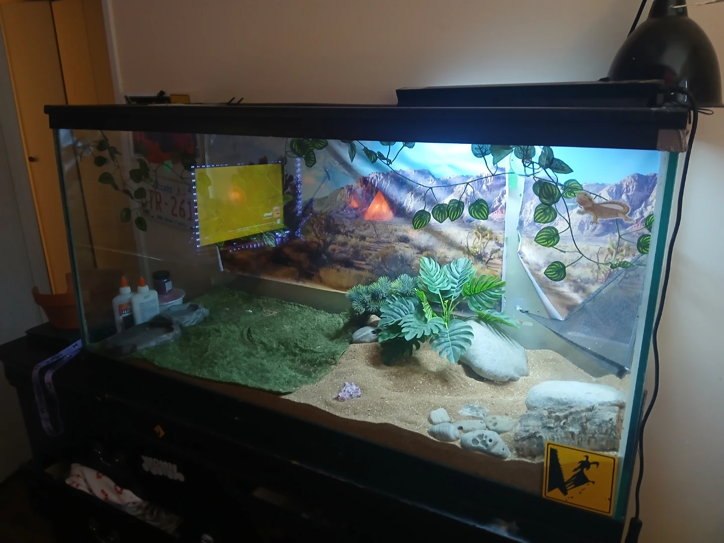 Lizard cage and lights