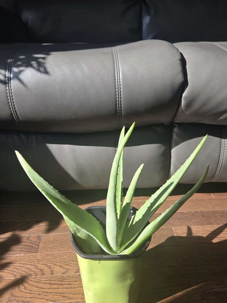 Healthy Aloe Vera Plant - photo 5