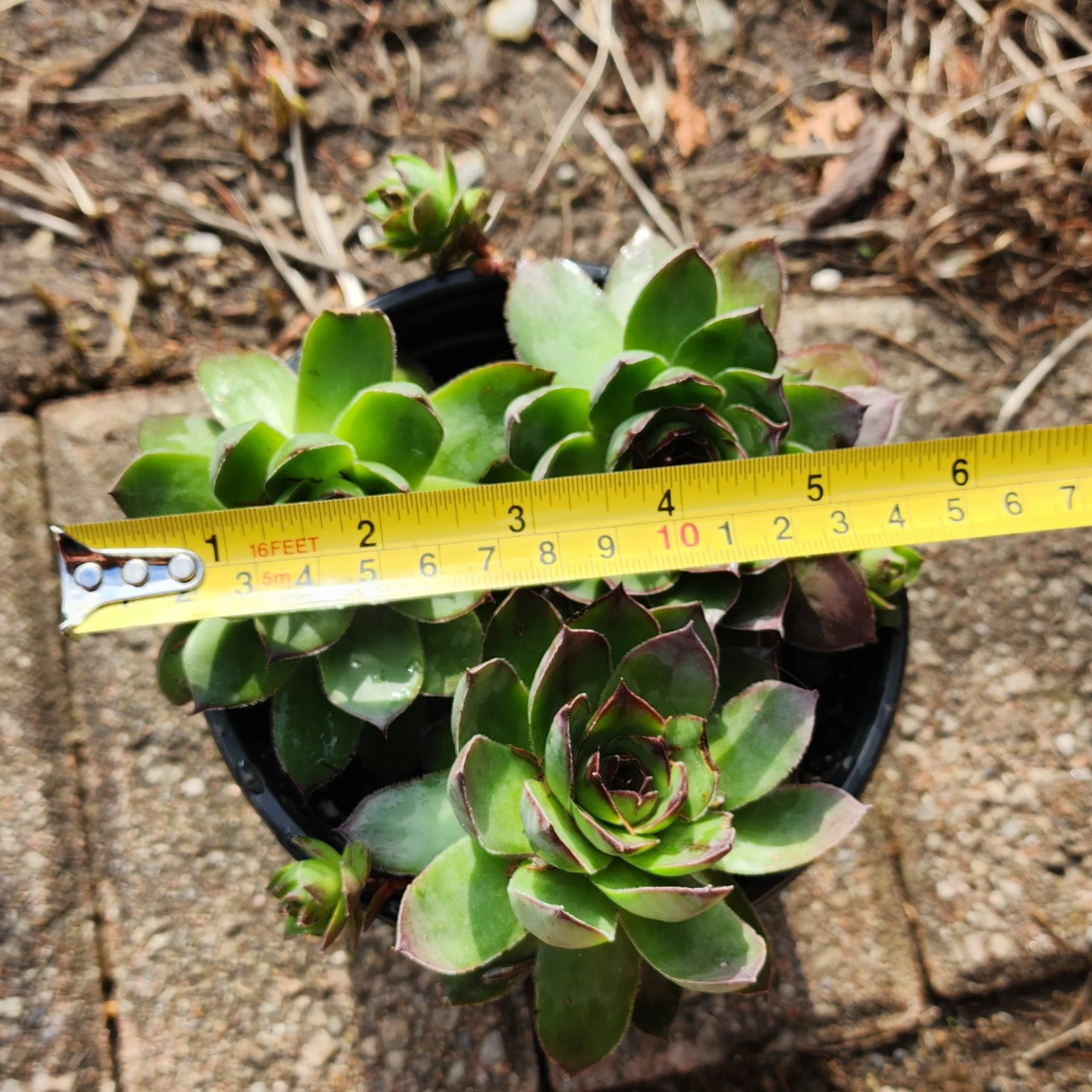 Sempervivum Succulent Plant - photo 4