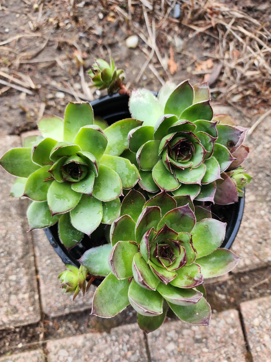 Sempervivum Succulent Plant - photo 5