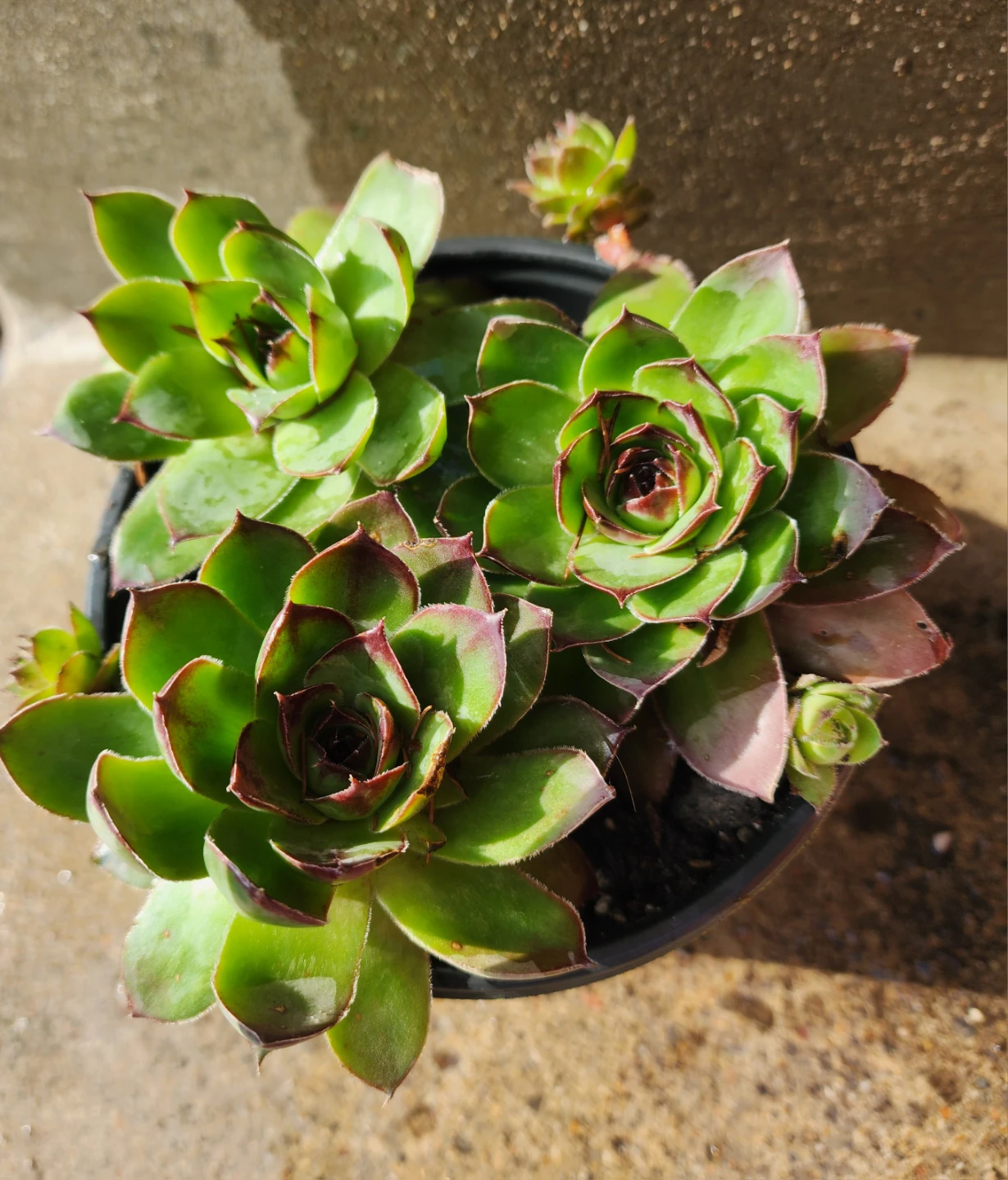 Sempervivum Succulent Plant
