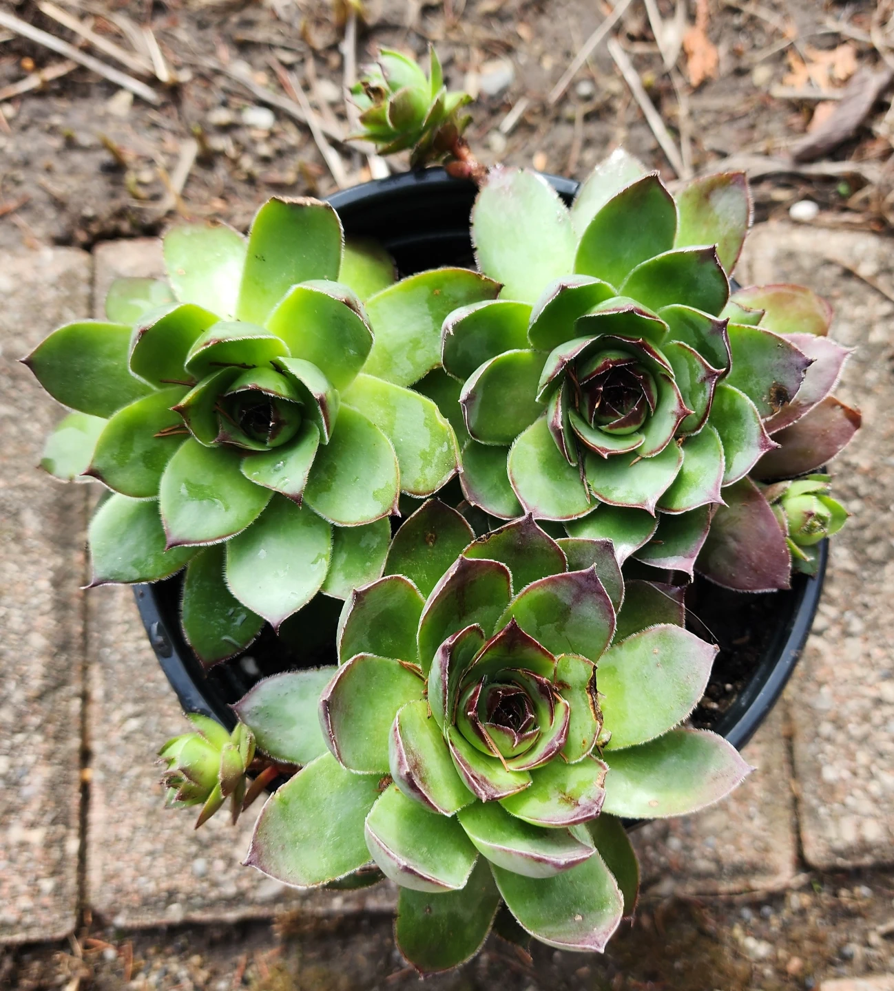 Sempervivum Succulent Plant - photo 2
