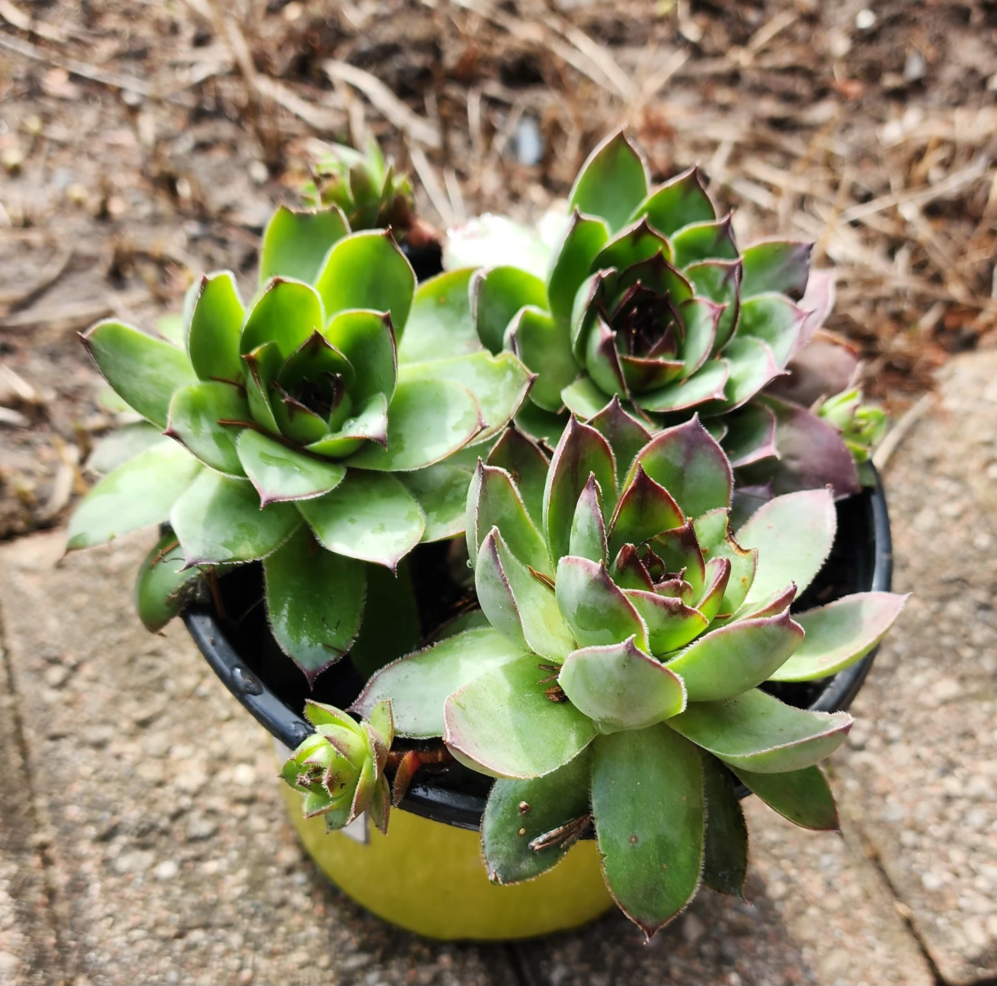 Sempervivum Succulent Plant - photo 3