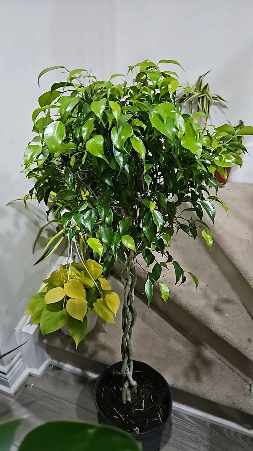 Braided Ficus Tree