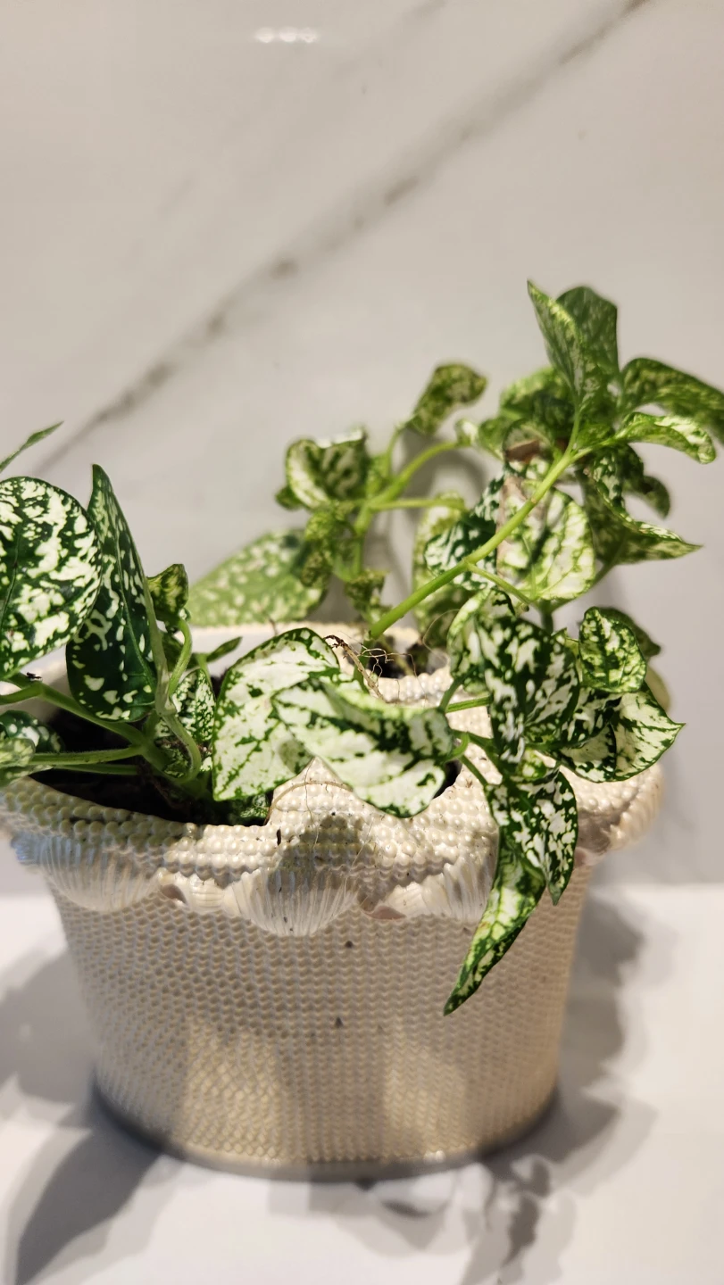 Vintage 1980s Golden Girls inspired planter with polka dot plant - photo 2