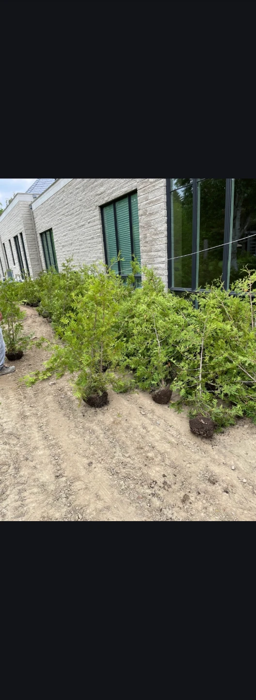 Arborvitae Trees for Privacy Hedge