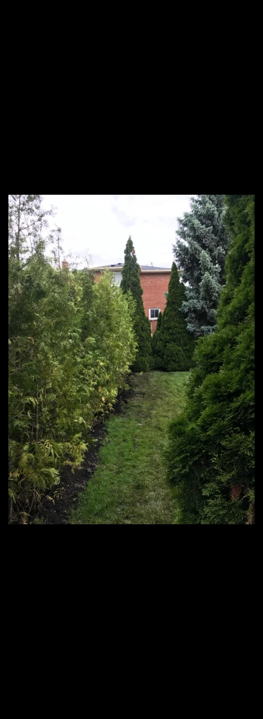 Arborvitae Trees for Privacy Hedge - photo 4