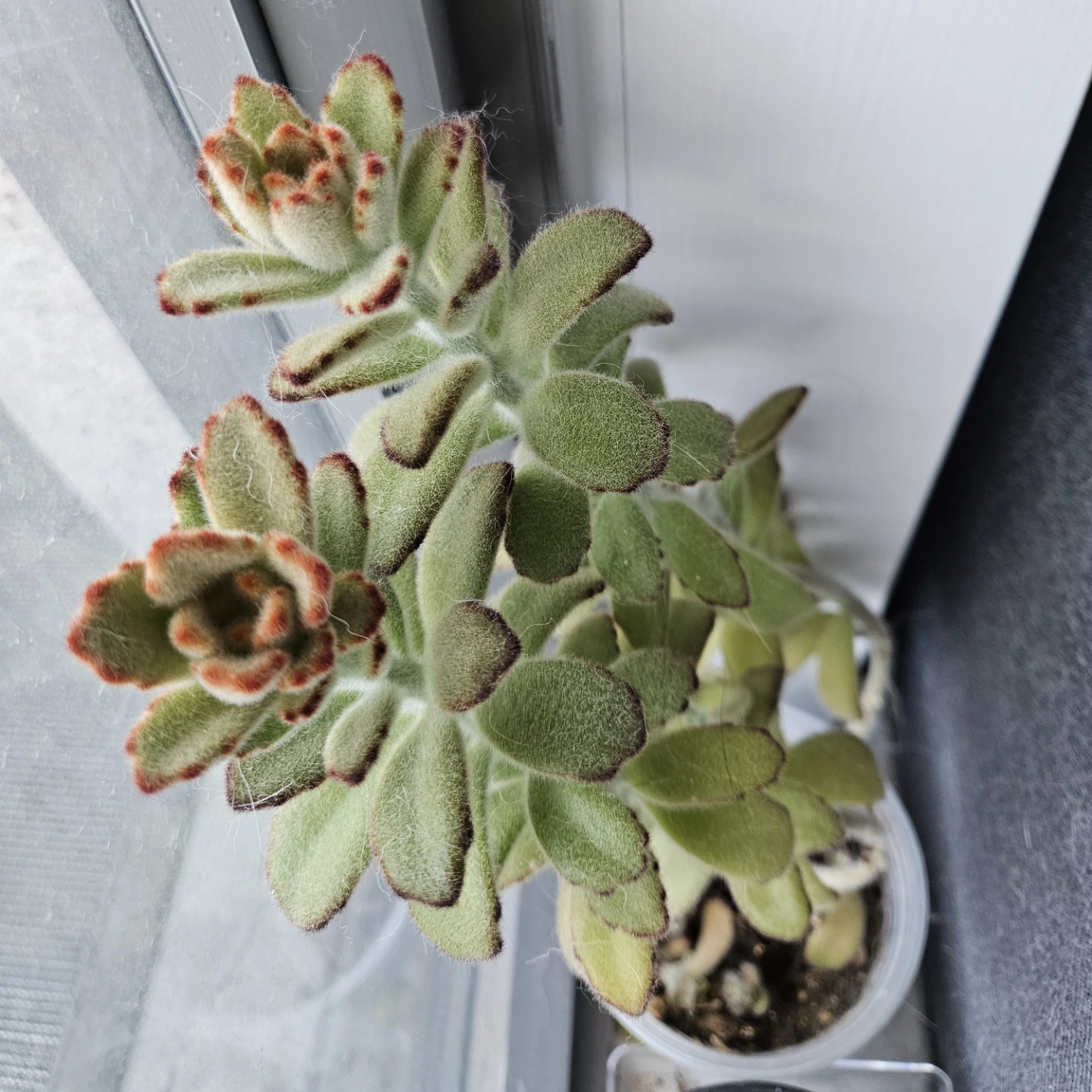 Fuzzy Kalanchoe Succulent