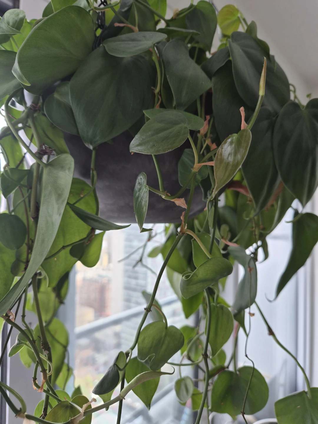Snake Plant and Heartleaf Philodendron - Live Plants - photo 2