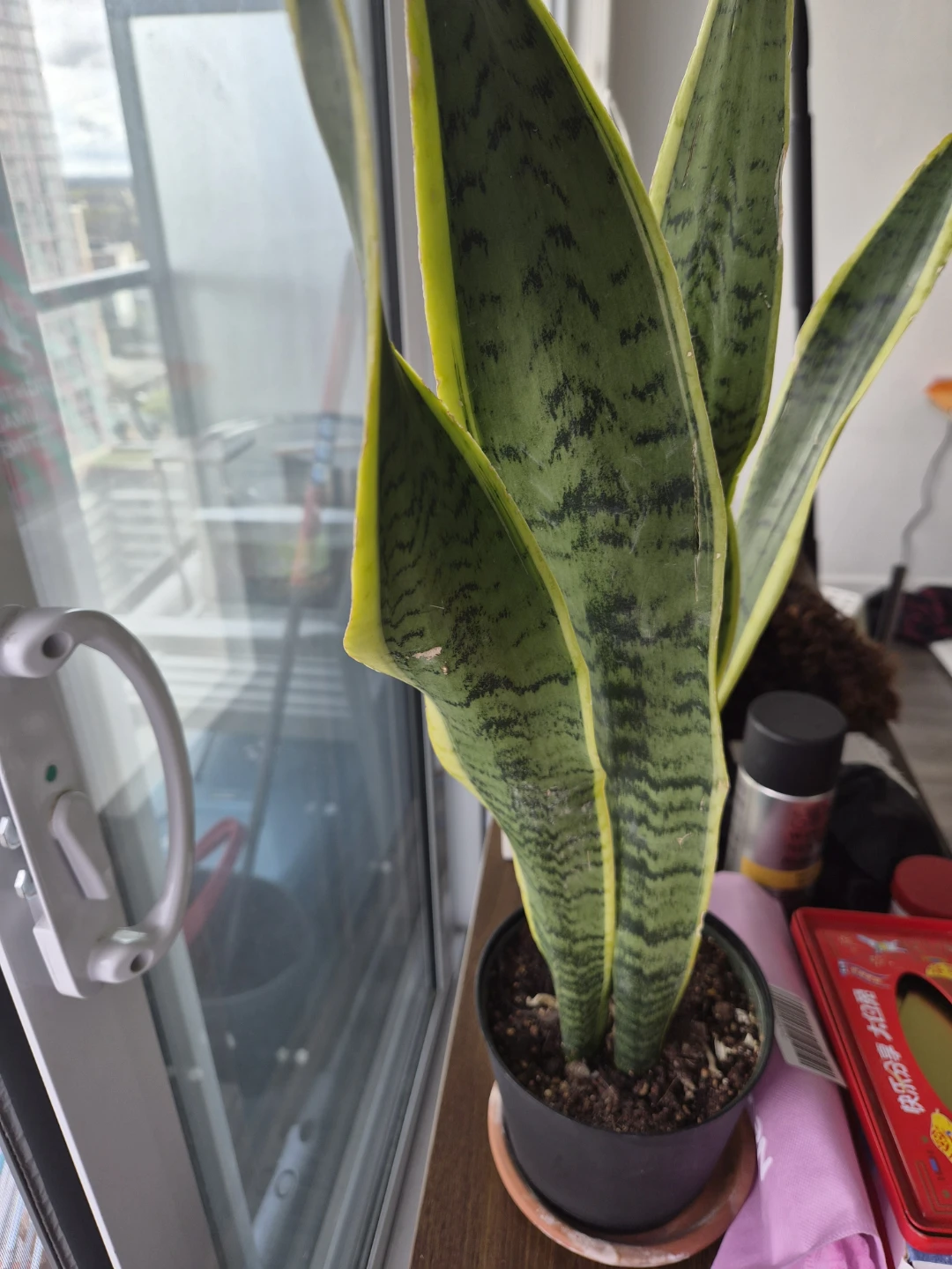 Snake Plant and Heartleaf Philodendron - Live Plants - photo 3