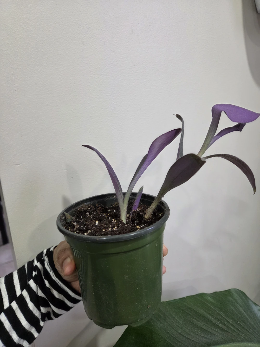 Indoor plants - photo 5