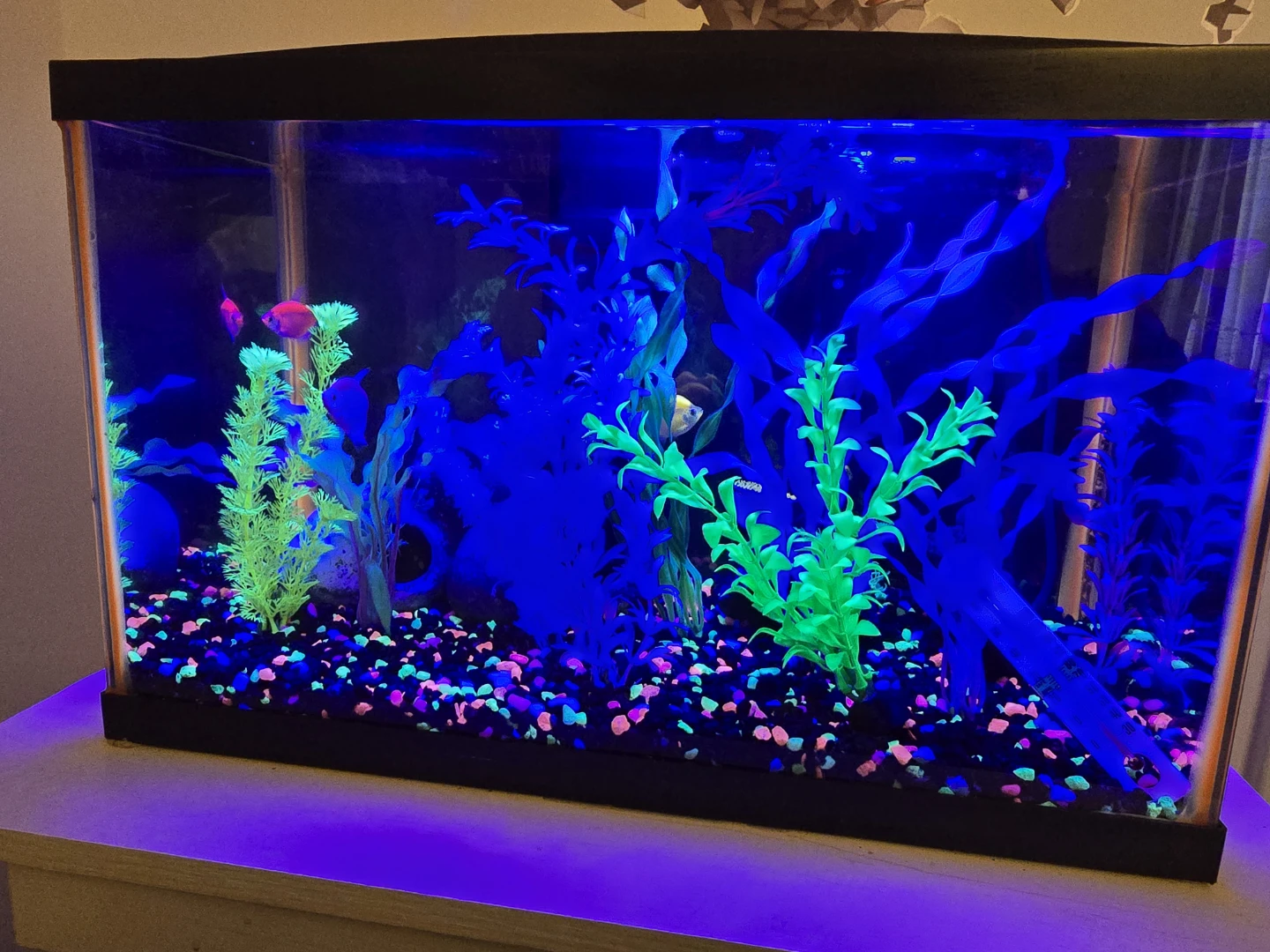 GloFish Aquarium Kit with LED Lighting - photo 3