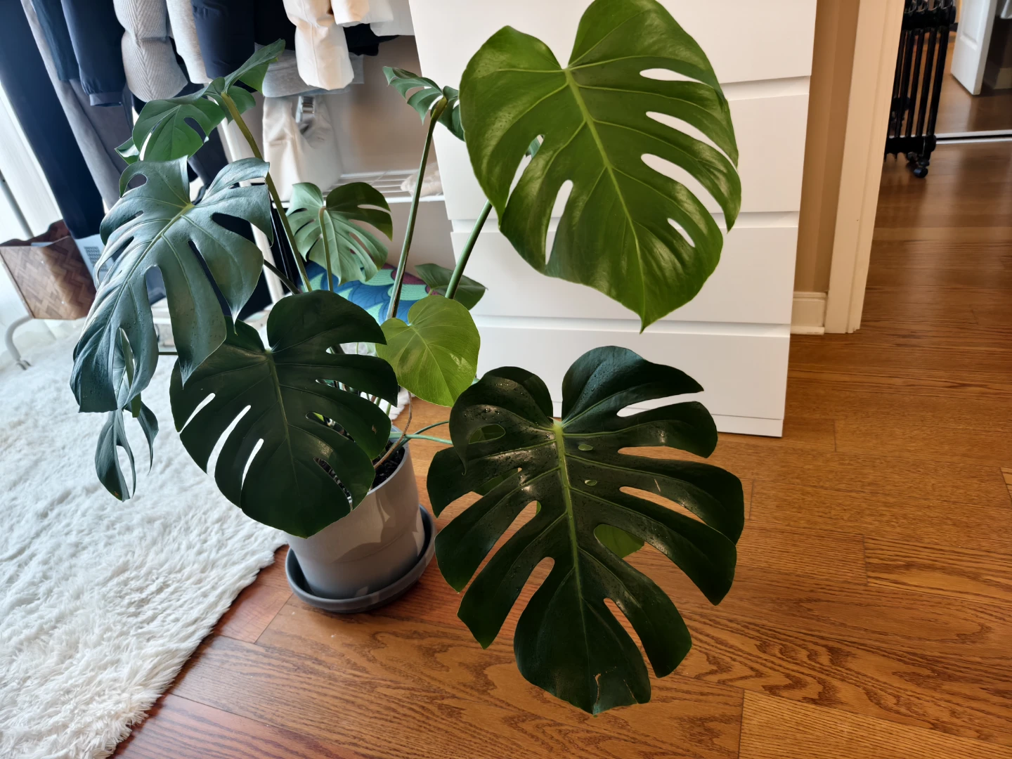 Monstera Deliciosa Plant in Grey Pot