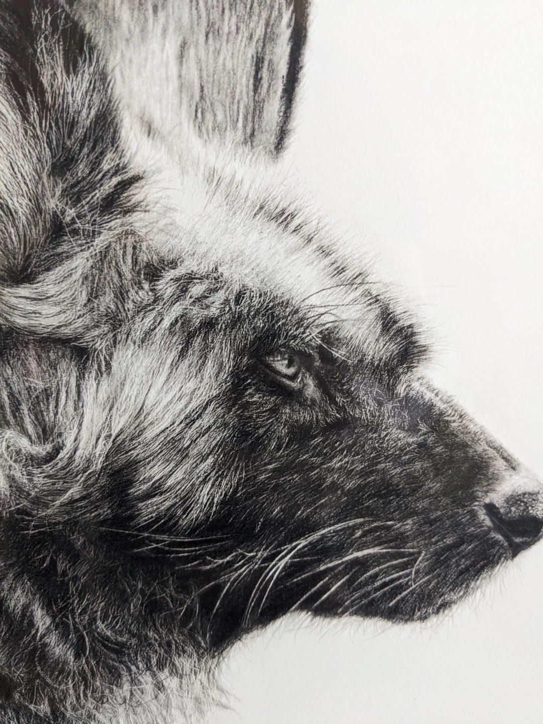 Framed African Wild Dog Art Print 1/10 - photo 2
