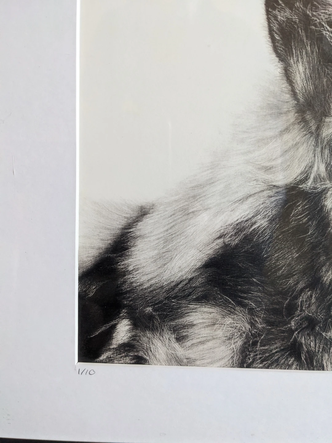 Framed African Wild Dog Art Print 1/10 - photo 4