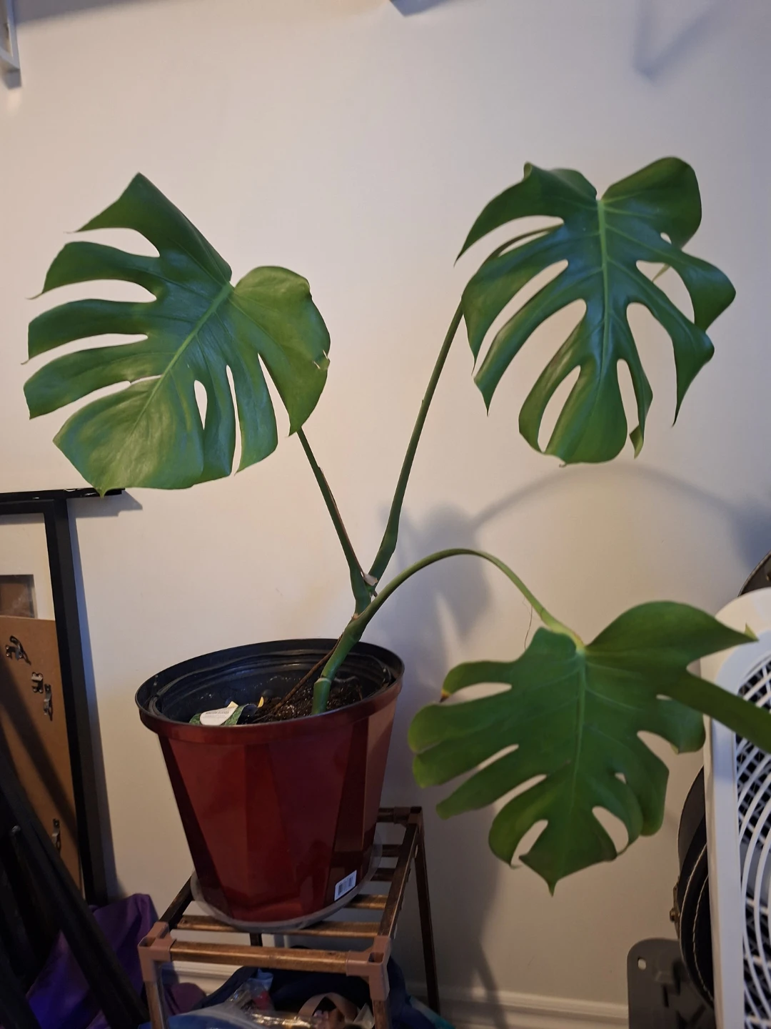 Monstera Deliciosa Plant