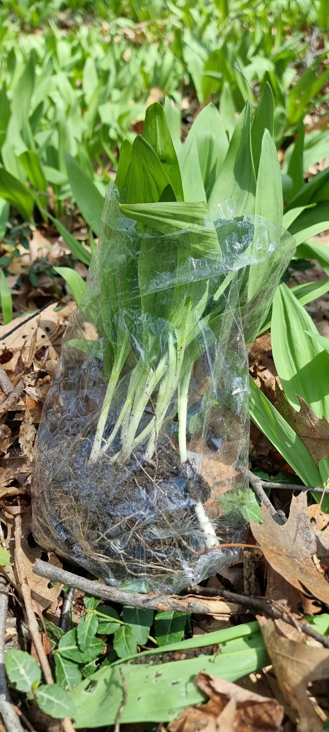 Fresh Ramps/Wild Leeks plants
