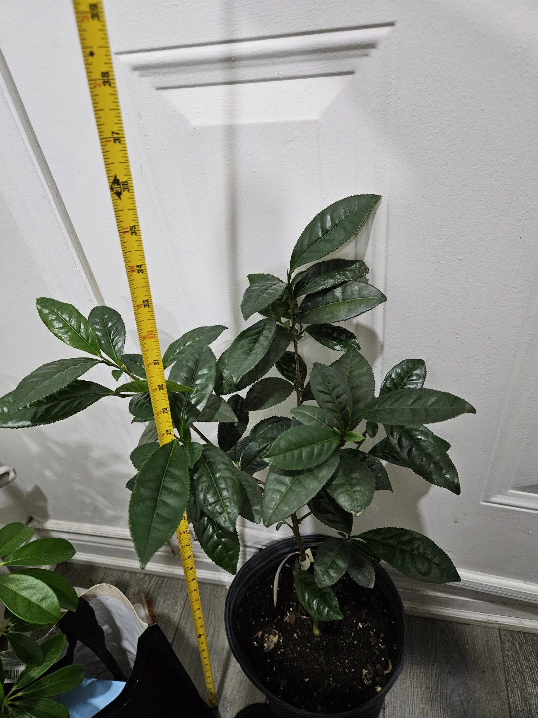 Young Tea Plant🌱 - photo 3