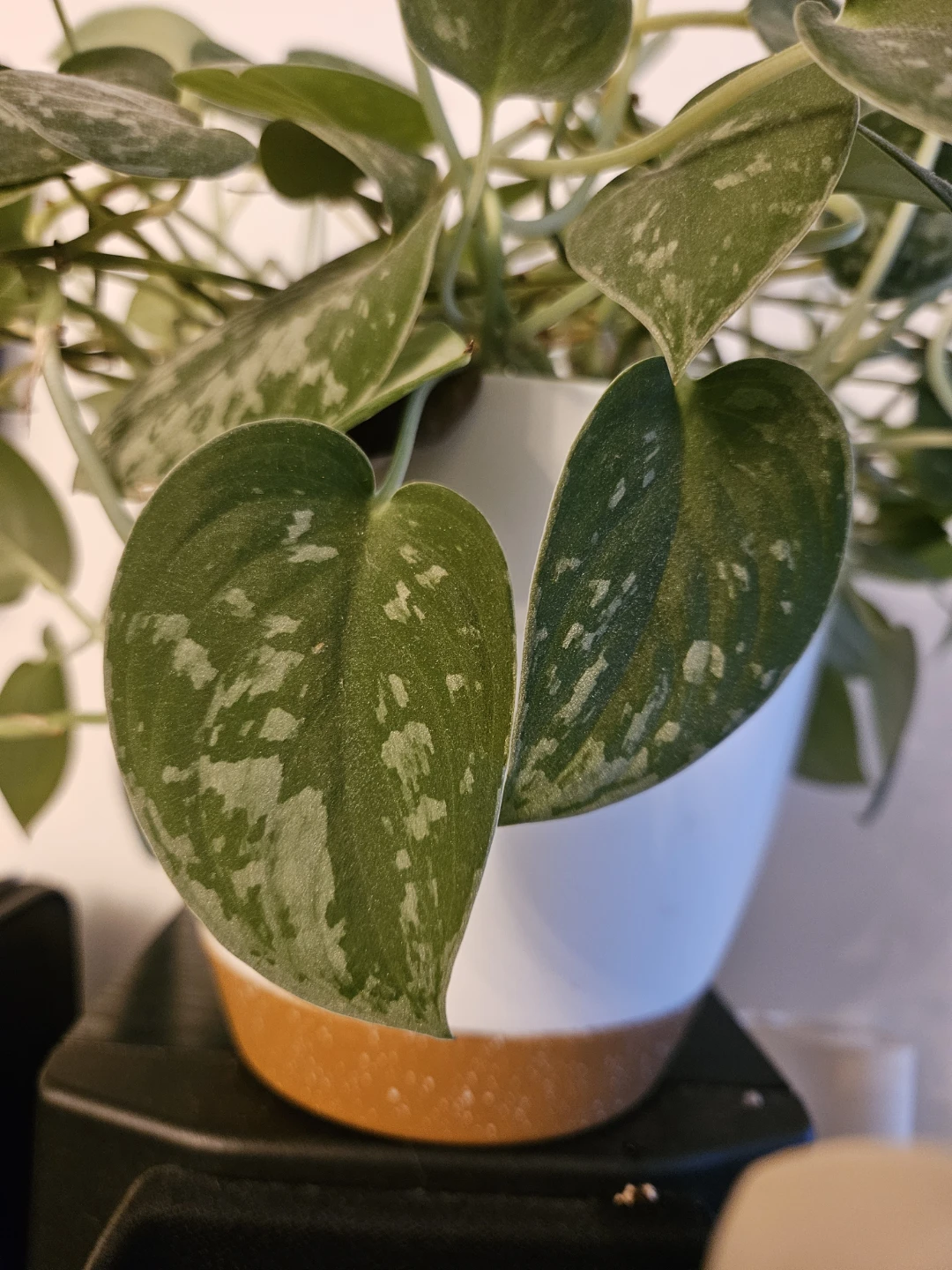 Silver Satin Pothos