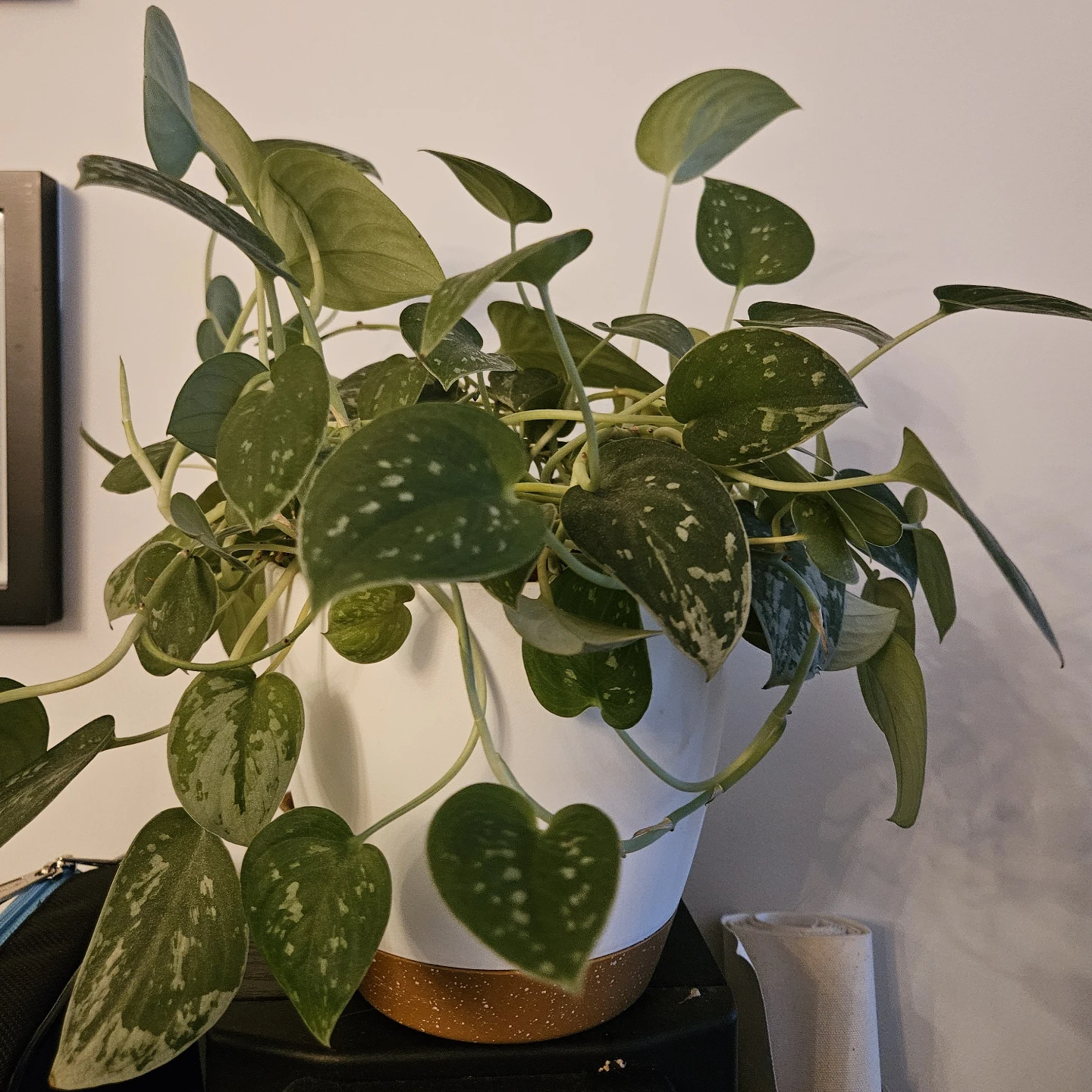 Silver Satin Pothos - photo 2