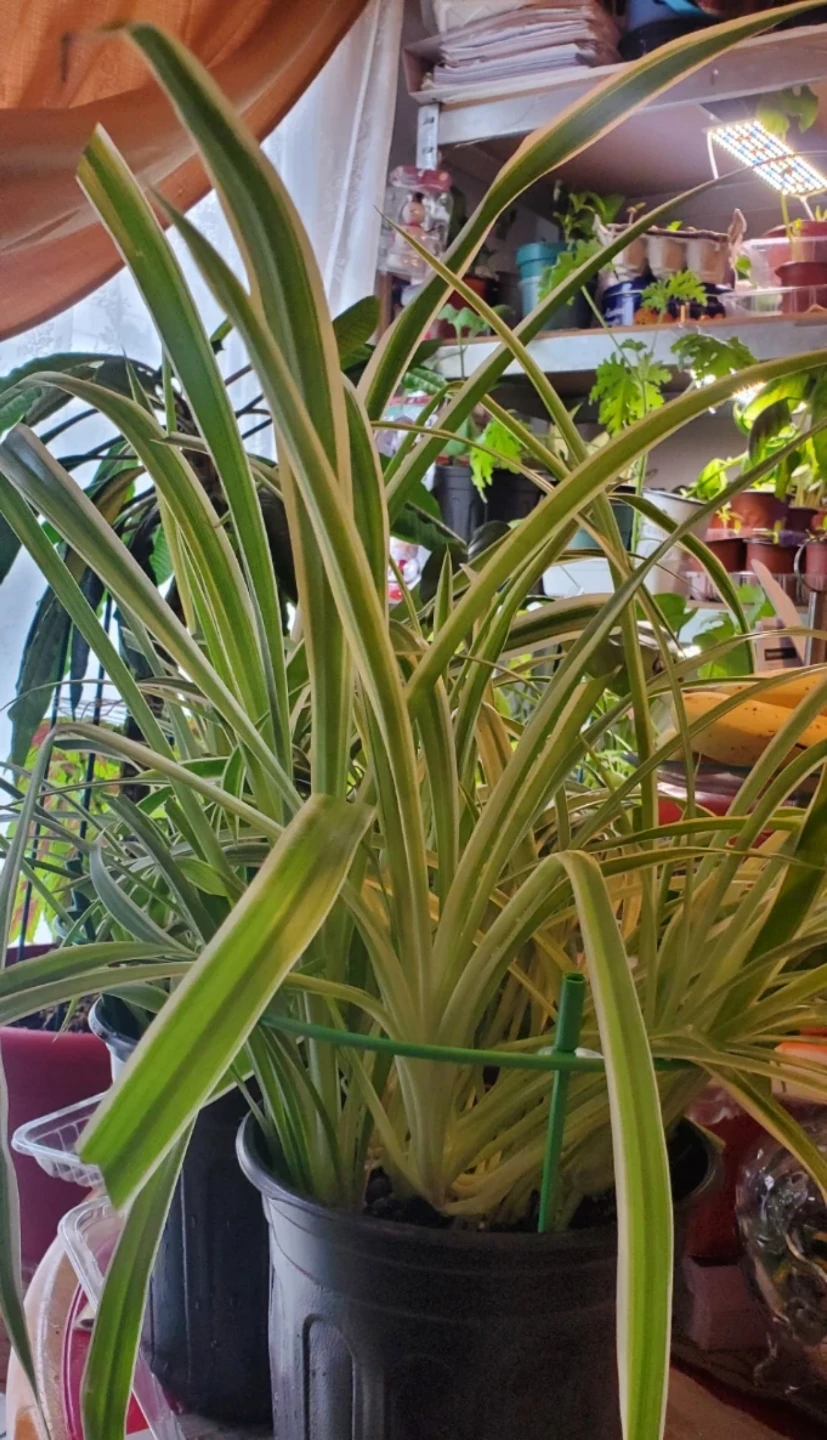 Spider Plant (Chlorophytum comosum) - photo 2