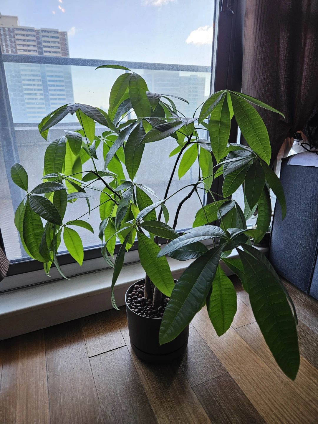 Money Tree (big! ~8" pot)