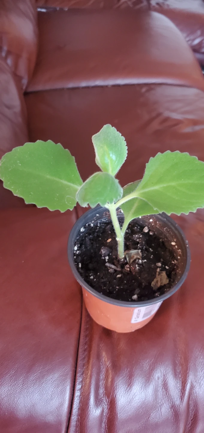 Cuban oregano Plectranthus amboinicus plant