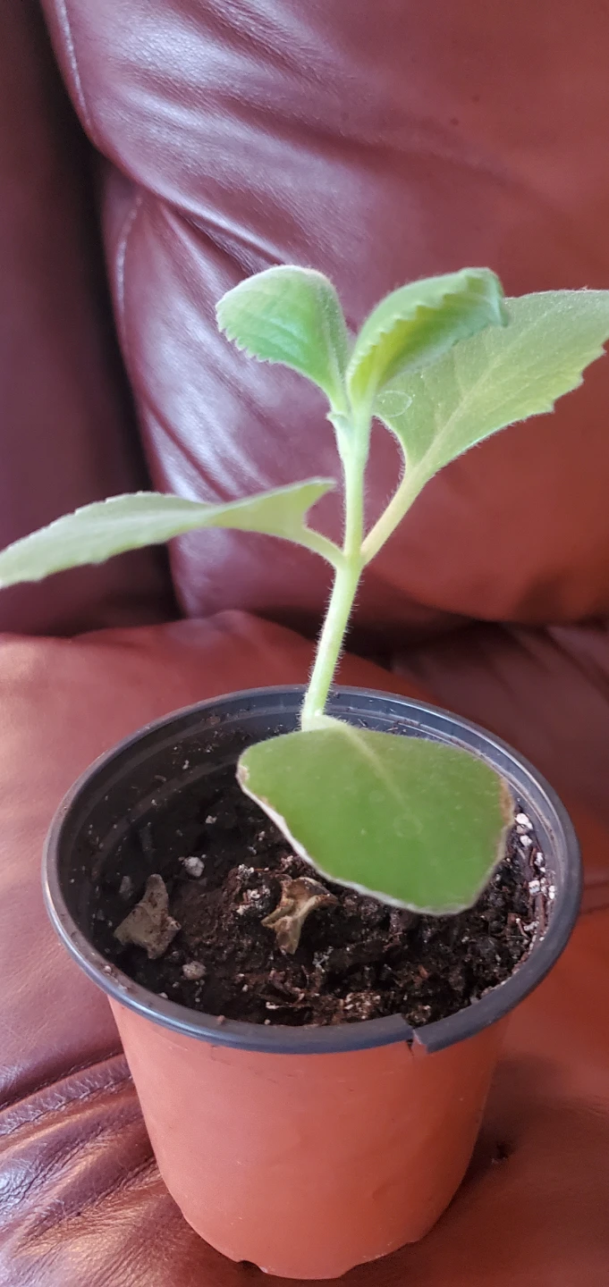 Cuban oregano Plectranthus amboinicus plant - photo 2