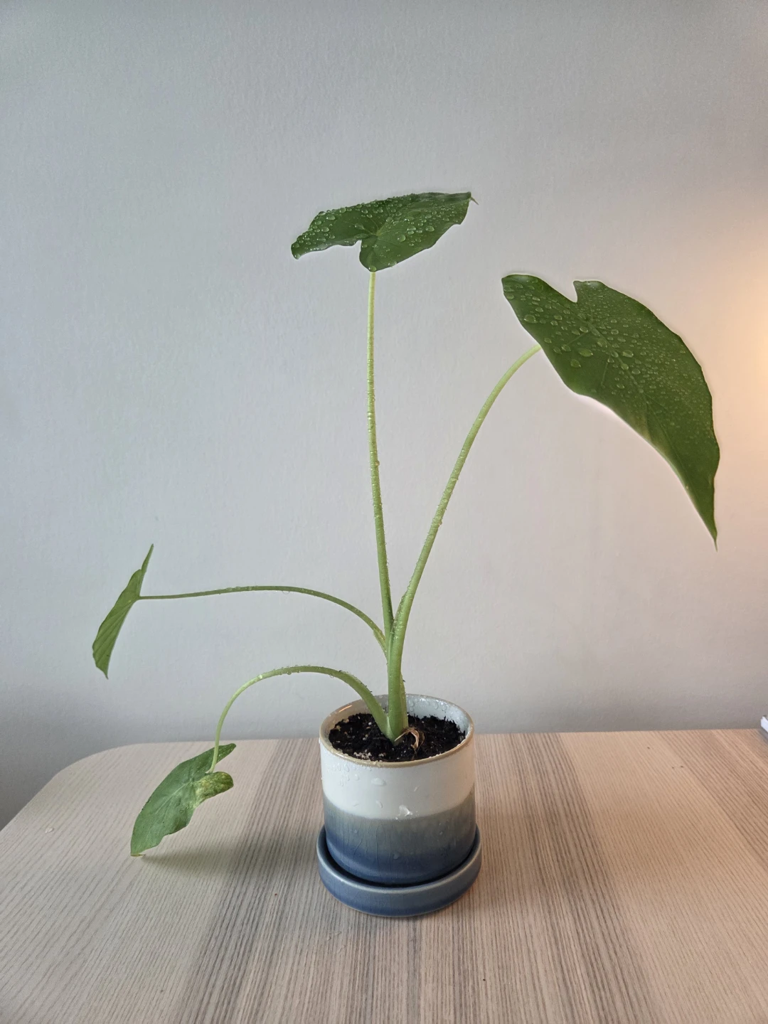 Healthy & Aesthetic Alocasia Odora with Pot ✨