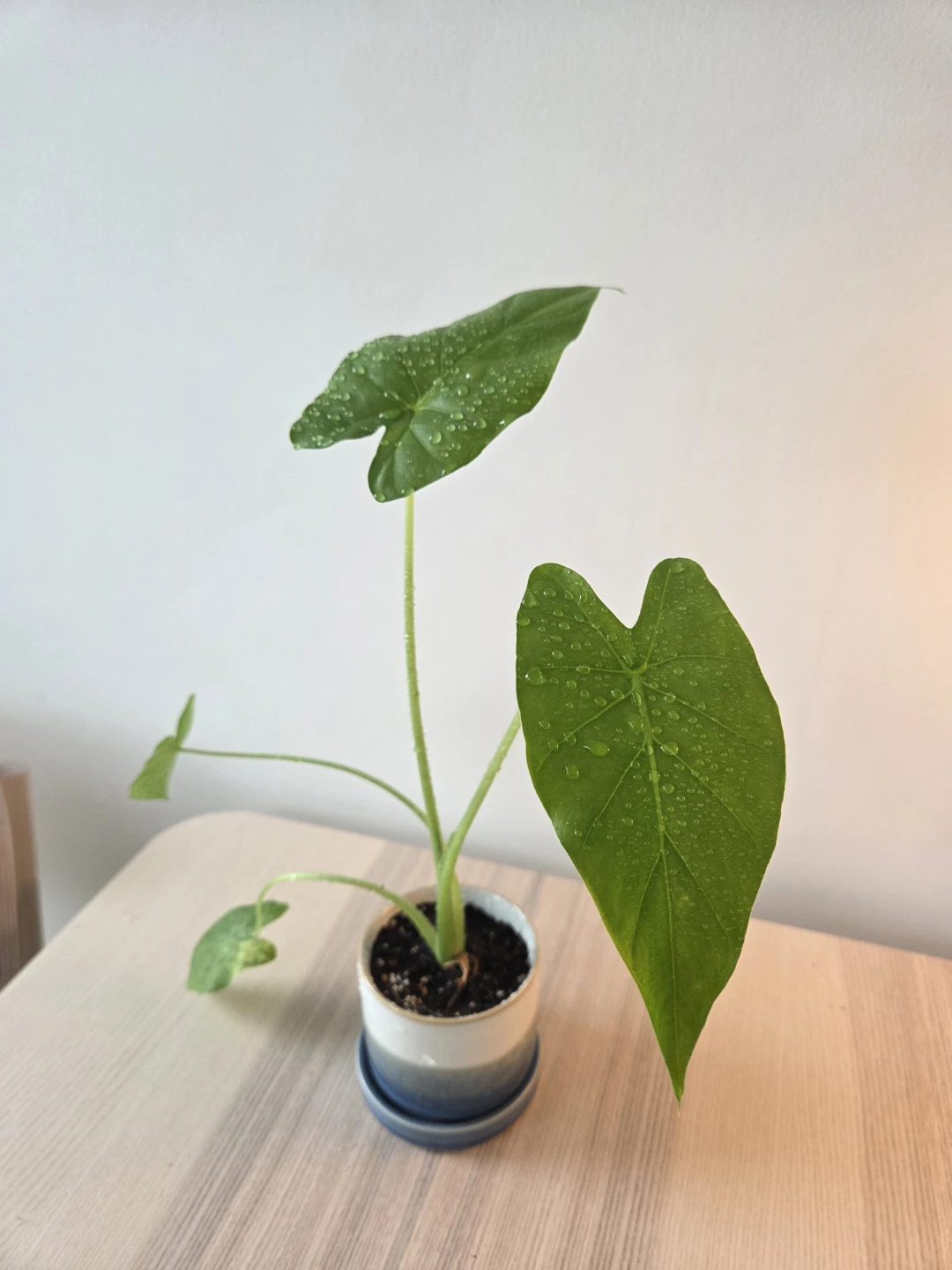 Healthy & Aesthetic Alocasia Odora with Pot ✨ - photo 2