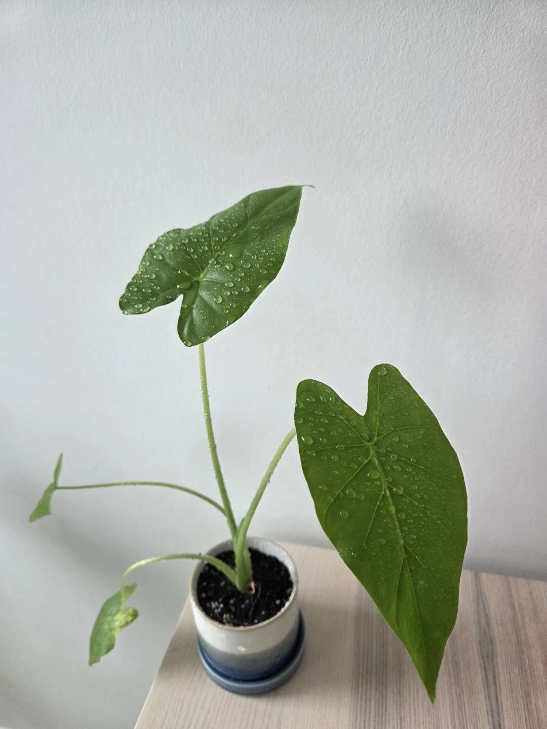 Healthy & Aesthetic Alocasia Odora with Pot ✨ - photo 3