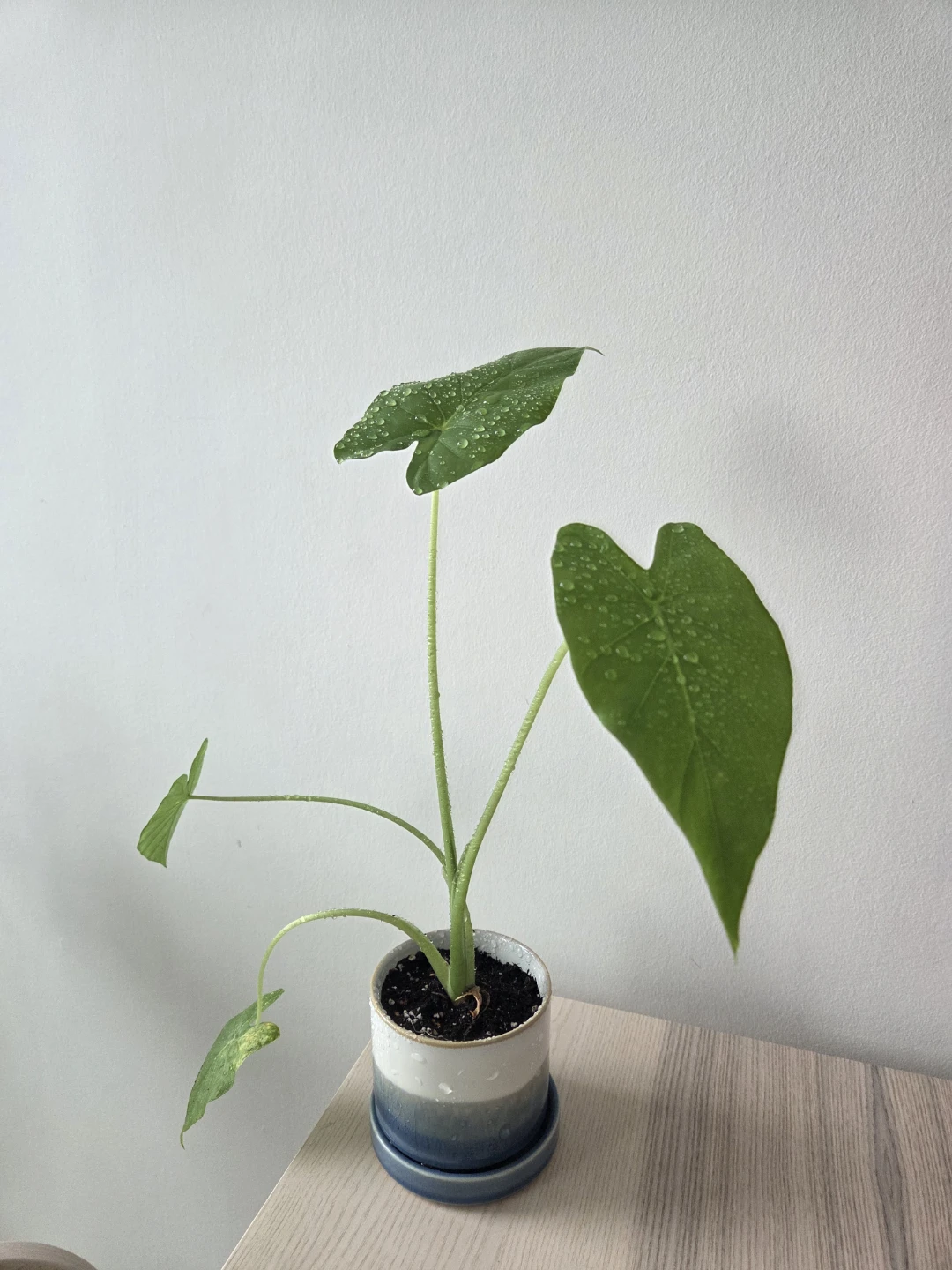 Healthy & Aesthetic Alocasia Odora with Pot ✨ - photo 4