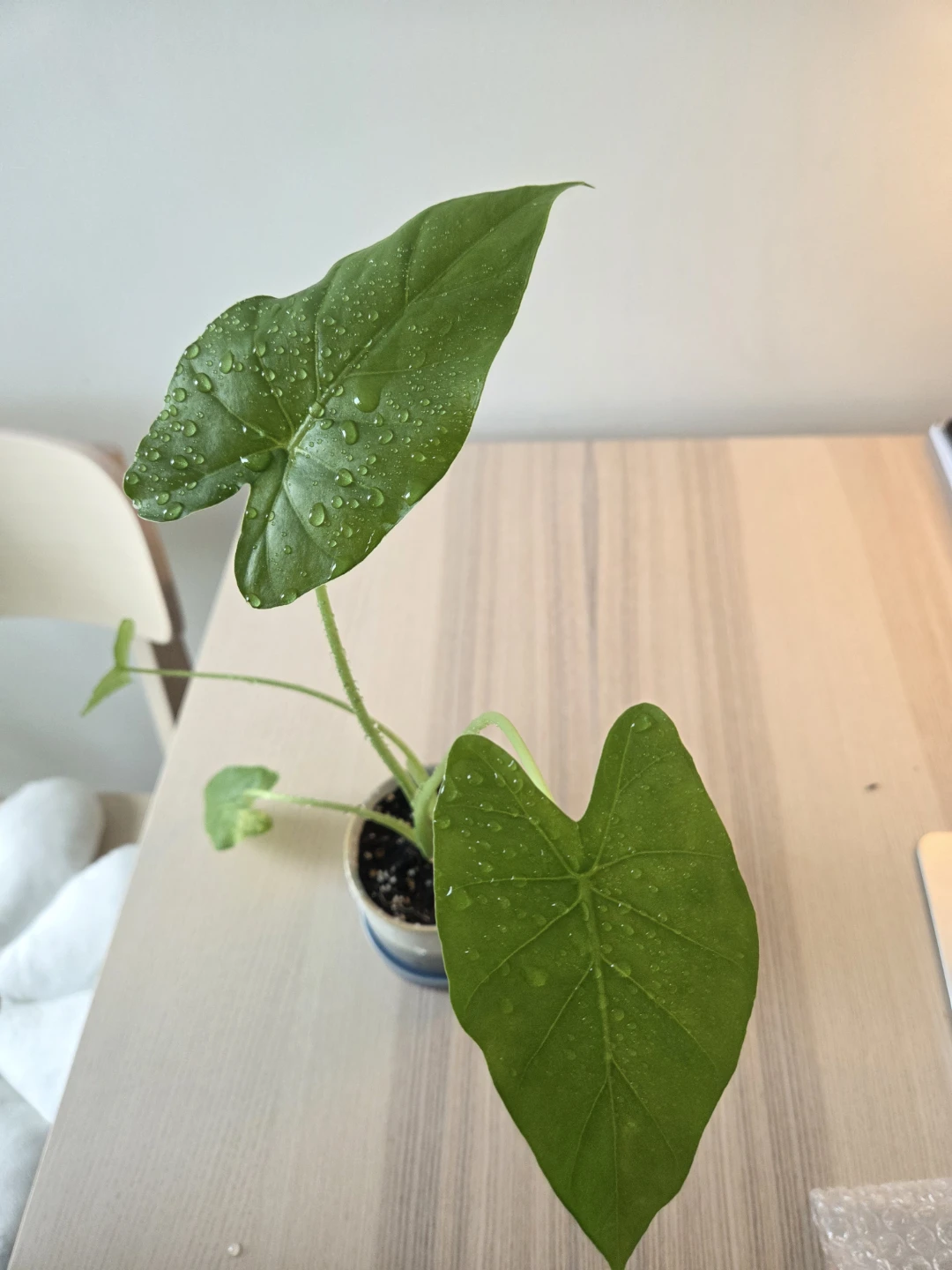 Healthy & Aesthetic Alocasia Odora with Pot ✨ - photo 5