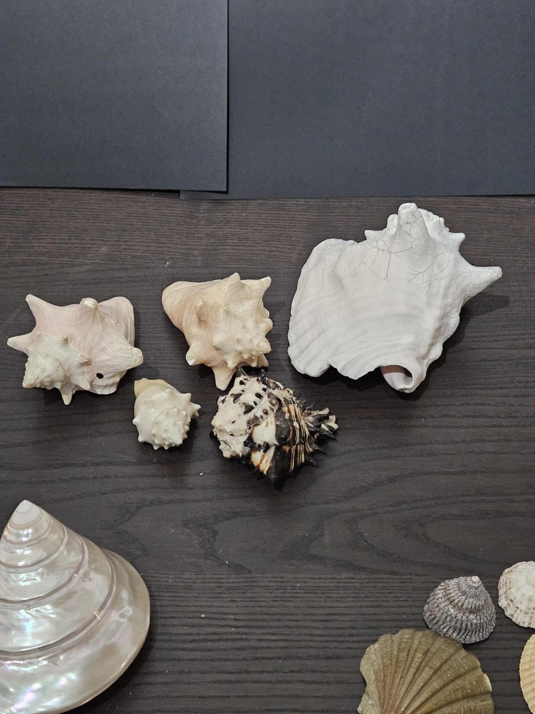 Assorted Seashell Collection