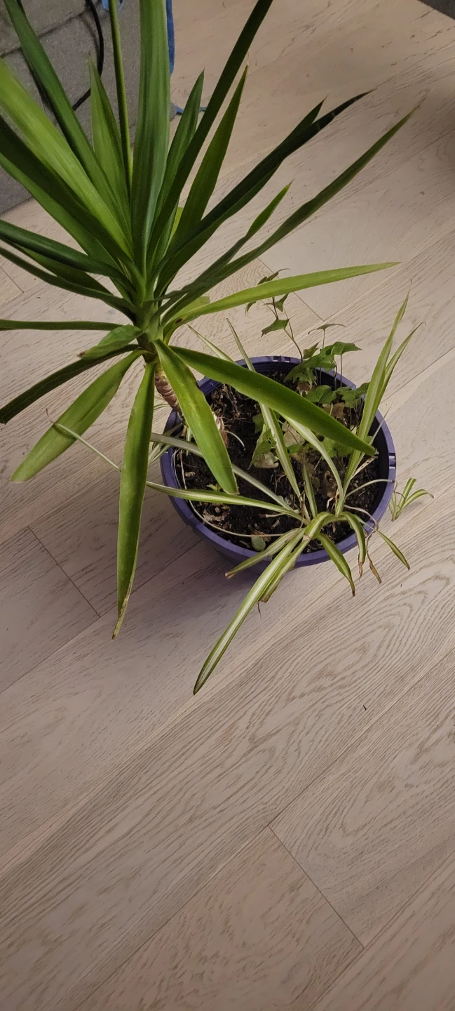 Yucca and spider plants in a pot