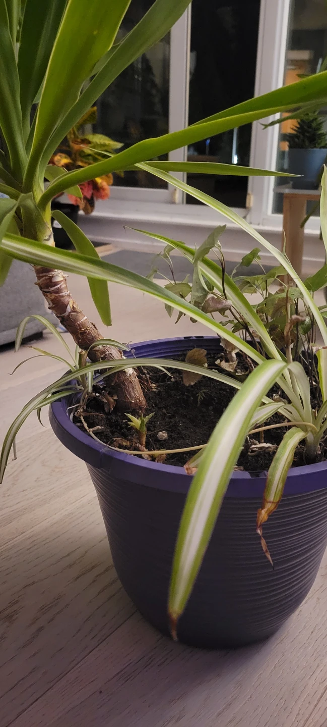 Yucca and spider plants in a pot - photo 2