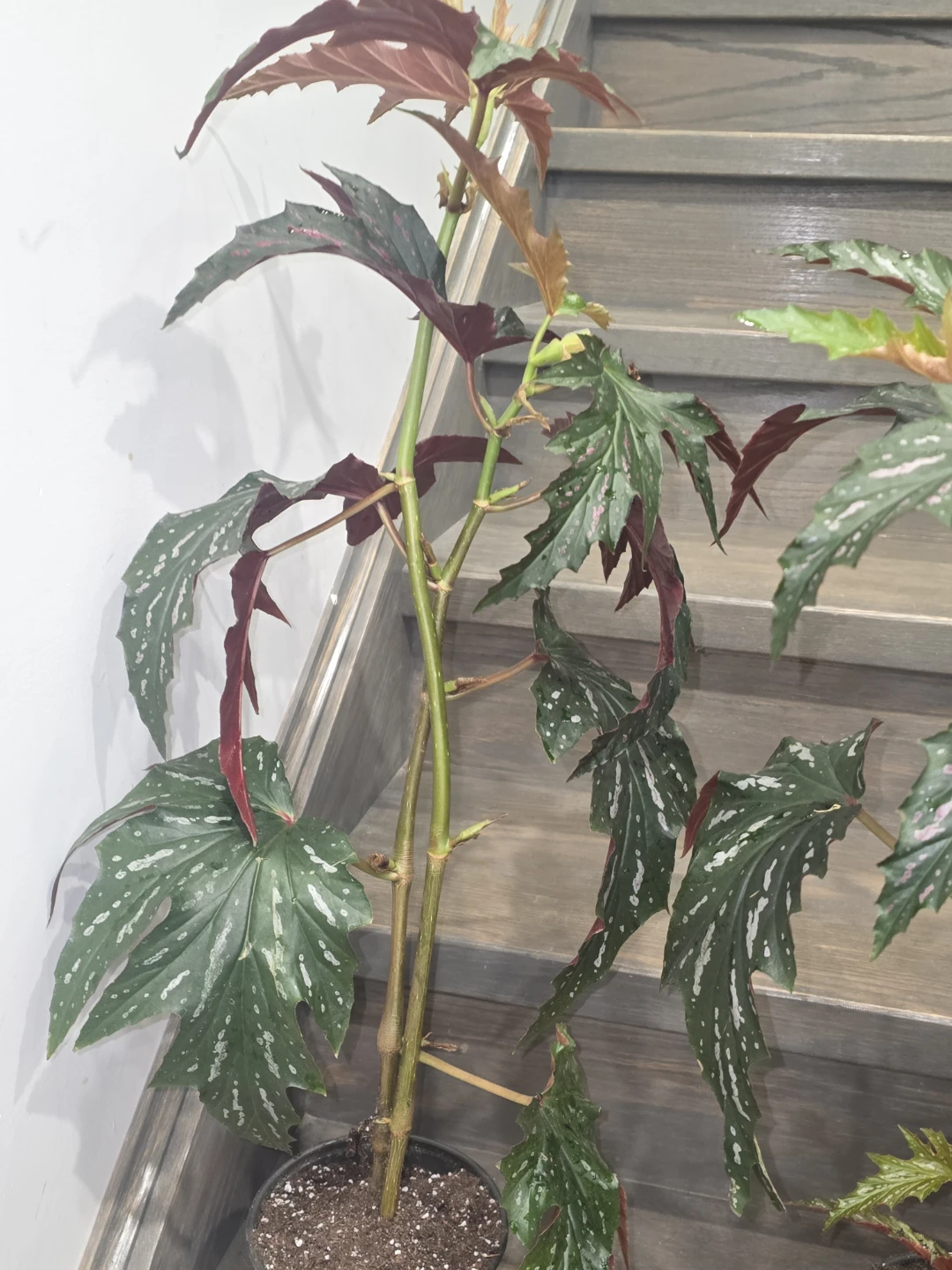 Angel wing begonia 6"pot - photo 2